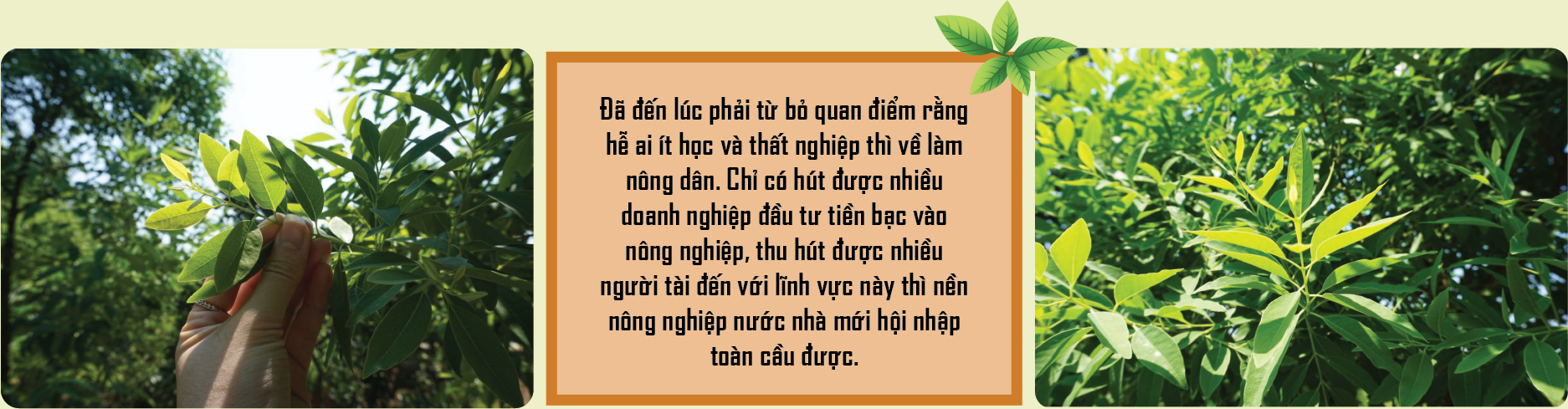 Thầy giáo cầm cuốc: Nâng tầm cây đàn hương Việt - Ảnh 7